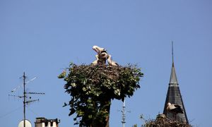 Strasbourg Storks